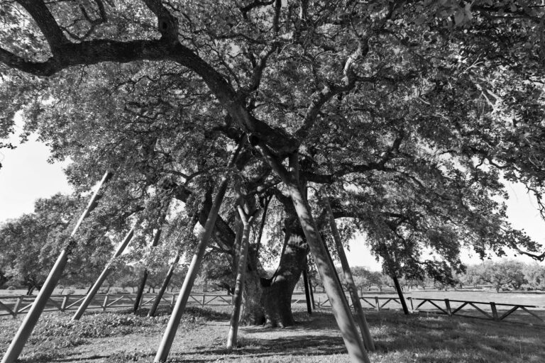 Holm oak "Terrona"